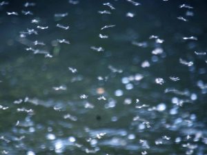 Midges