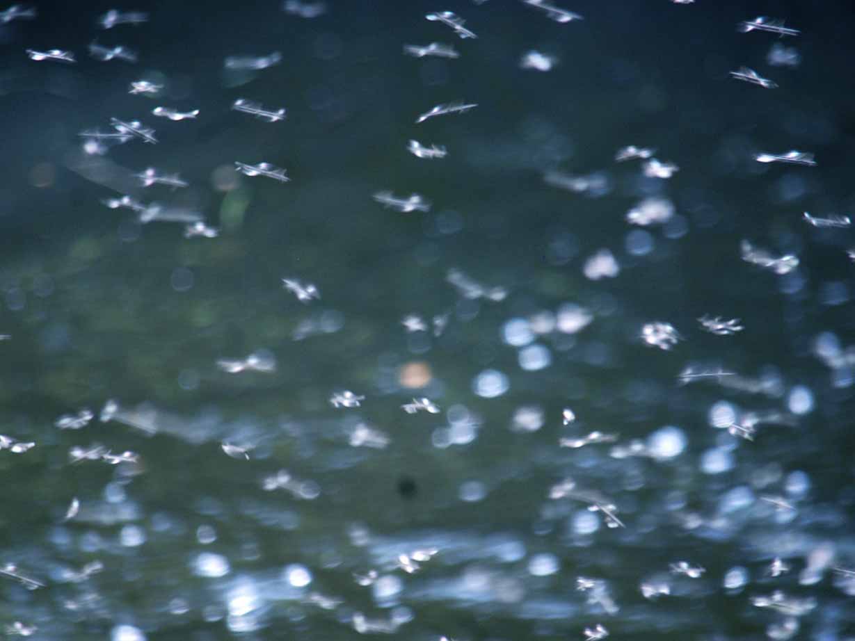 Midges
