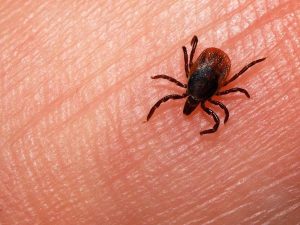 Ticks