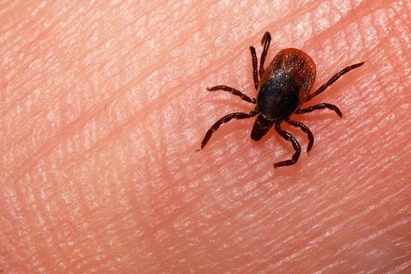 Ticks