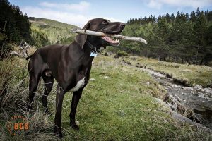 Bushcraft and Wilderness Survival Courses in Scotland