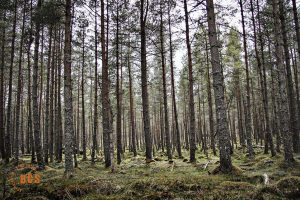 Bushcraft and Wilderness Survival Courses in Scotland